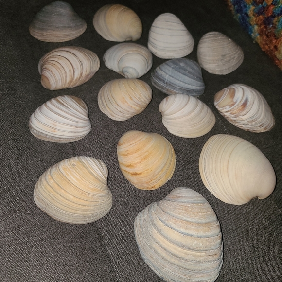 3 Random Natural Venus Clam Shells - Picture 1 of 10